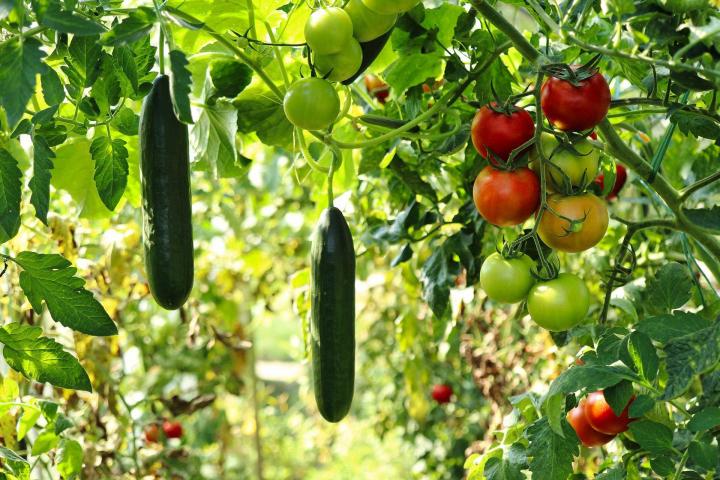 Vente de légumes à Rontalon